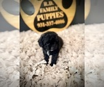 Small #4 Cavapoo (Miniature)