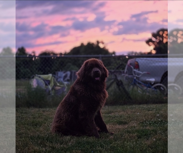 Medium Photo #1 Newfoundland Puppy For Sale in SPIRO, OK, USA