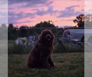 Father of the Newfoundland puppies born on 04/07/2026