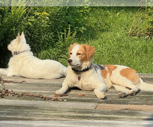 Medium Photo #7 Australian Shepherd-Great Pyrenees Mix Puppy For Sale in Middlesex, VT, USA