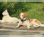 Small #6 Australian Shepherd-Great Pyrenees Mix