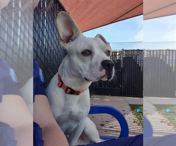 Medium Photo #5 Frengle Puppy For Sale in Elk Grove, CA, USA