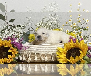 English Cream Golden Retriever Puppy for sale in CONROE, TX, USA