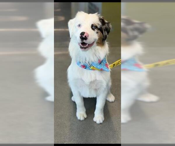 Medium Photo #1 Australian Shepherd Puppy For Sale in San Martin, CA, USA