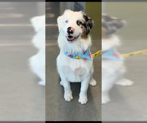 Australian Shepherd Dogs for adoption in San Martin, CA, USA
