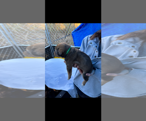 Mutt Dogs for adoption in New Orleans, LA, USA