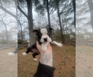 Medium Boston Terrier