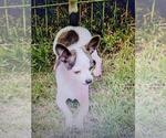 Small Photo #1 Chihuahua Puppy For Sale in WISTER, OK, USA