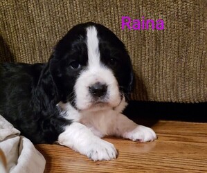 English Springer Spaniel Puppy for sale in GORMAN, CA, USA