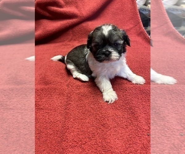 Medium Photo #1 Shih Tzu Puppy For Sale in CANONSBURG, PA, USA