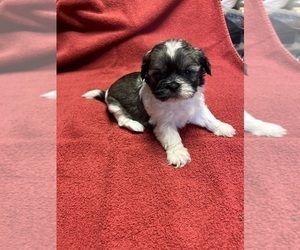 Shih Tzu Puppy for sale in CANONSBURG, PA, USA