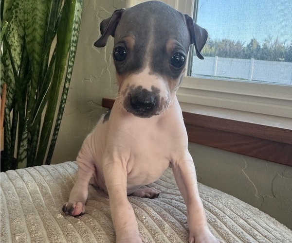 Medium Photo #1 American Hairless Terrier Puppy For Sale in MCKINLEYVILLE, CA, USA
