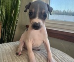 Puppy 3 American Hairless Terrier