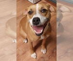 Small #3 Mountain Cur Mix