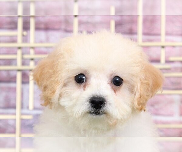 Medium Photo #4 Poochon Puppy For Sale in BEL AIR, MD, USA