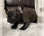 Small Photo #3 French Bulldog Puppy For Sale in JOHNS ISLAND, SC, USA