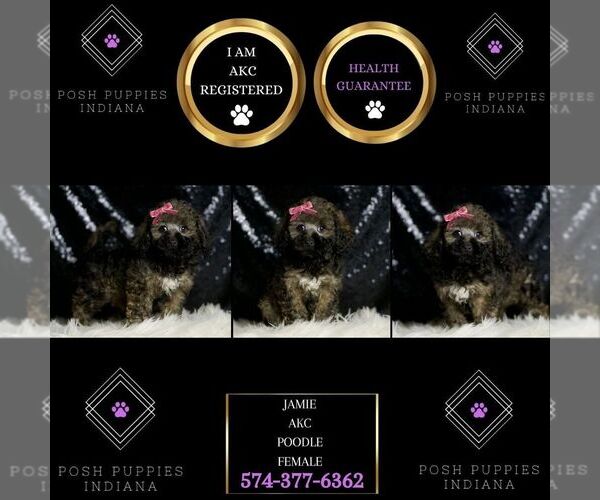 Medium Photo #6 Poodle (Miniature) Puppy For Sale in WARSAW, IN, USA