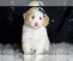 Puppy Chase Maltipoo
