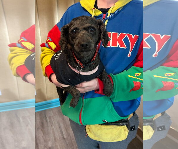 Medium Photo #6 Poodle (Miniature) Puppy For Sale in Pacolet, SC, USA