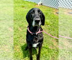 Small #1 Great Dane-Poodle (Standard) Mix