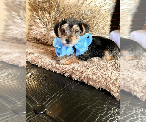 Medium Photo #1 Yorkshire Terrier Puppy For Sale in LITHONIA, GA, USA