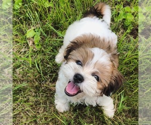 Zuchon Puppy for sale in NASHVILLE, TN, USA