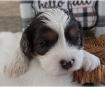 Small Photo #4 Cavapoo Puppy For Sale in CARLISLE, KY, USA
