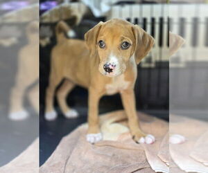 Australian Shepherd-Dachshund Mix Dogs for adoption in Aurora, IN, USA
