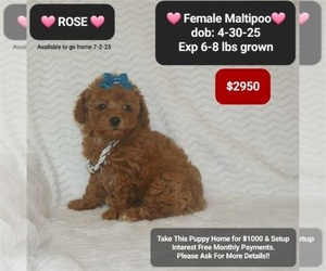 Maltipoo Puppy for sale in TUCSON, AZ, USA