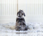 Small Photo #6 Schnauzer (Miniature) Puppy For Sale in WARSAW, IN, USA