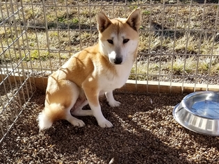Mother of the Shiba Inu puppies born on 10/03/2018