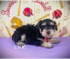 Schnauzer (Miniature) Puppy for sale in WINNSBORO, LA, USA