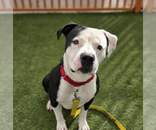 Medium Photo #2 Staffordshire Bull Terrier-Unknown Mix Puppy For Sale in Las Vegas, NV, USA