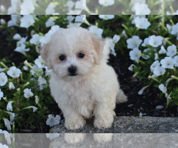 Medium Photo #2 Bichpoo Puppy For Sale in ELDORADO, OH, USA