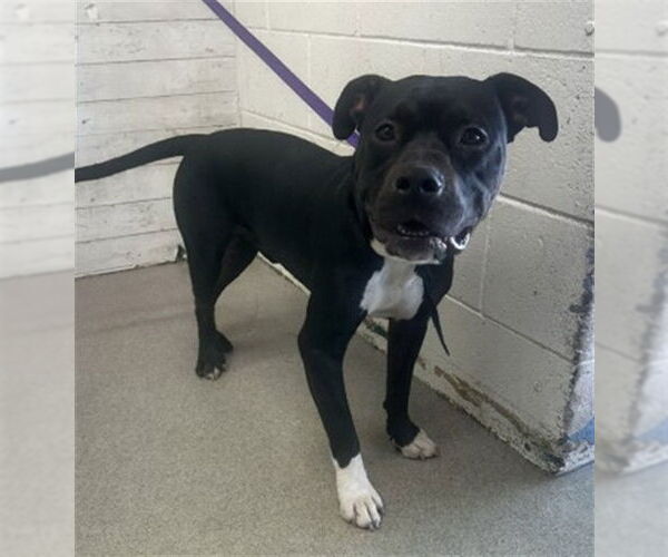 Medium Photo #1 American Pit Bull Terrier Puppy For Sale in San Bernardino, CA, USA
