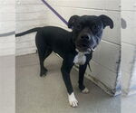 Small American Pit Bull Terrier
