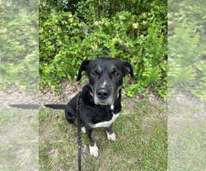 Boomie - Male Labrador Retriever-Unknown Mix Dog for Adoption - Photo #3