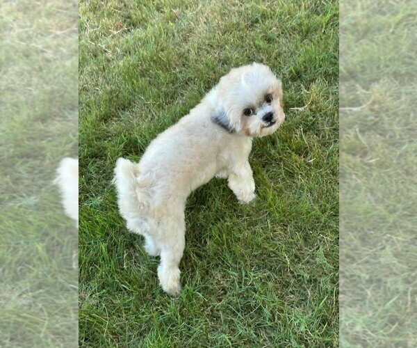 Medium Photo #3 Shih Tzu-Unknown Mix Puppy For Sale in FRAMINGHAM, MA, USA