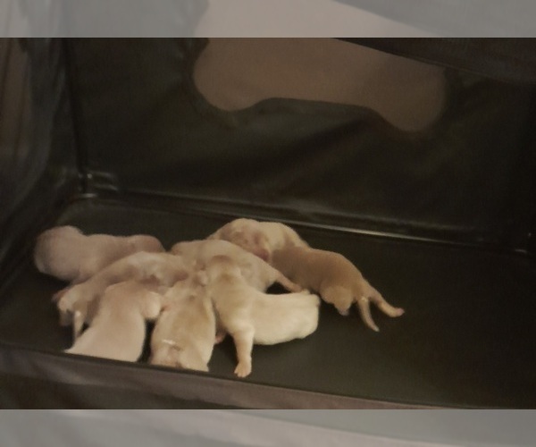 Medium Photo #8 Weimaraner Puppy For Sale in IRMO, SC, USA