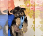 Small #3 German Shepherd Dog