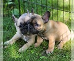 Small Photo #5 French Bulldog Puppy For Sale in SOLWAY, MN, USA