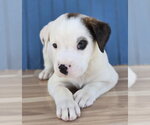 Small #3 American Staffordshire Terrier Mix