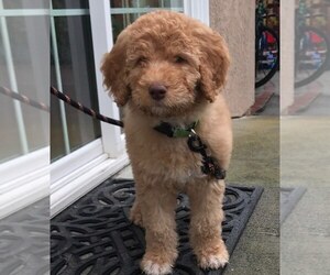 Labradoodle Puppy for sale in FAIRFIELD, CA, USA