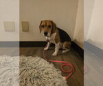 Small #4 Beagle