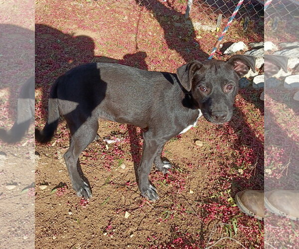 Medium Photo #2 Labrador Retriever-Unknown Mix Puppy For Sale in San Diego, CA, USA