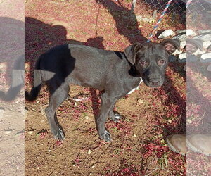 Love - Female Labrador Retriever-Unknown Mix Dog for Adoption - Photo #2