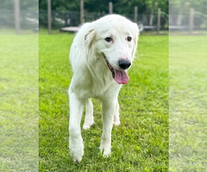 Skye AKA Skyler - Female Great Pyrenees-Unknown Mix Dog for Adoption - Photo #7