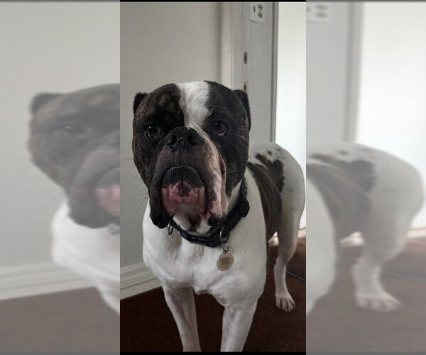 Medium Photo #1 American Bulldog Puppy For Sale in Camarillo, CA, USA