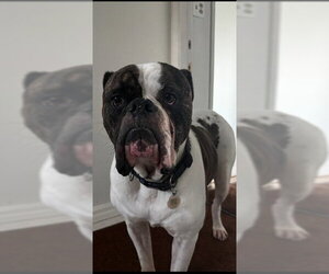 American Bulldog Dogs for adoption in Camarillo, CA, USA