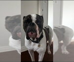 Small American Bulldog